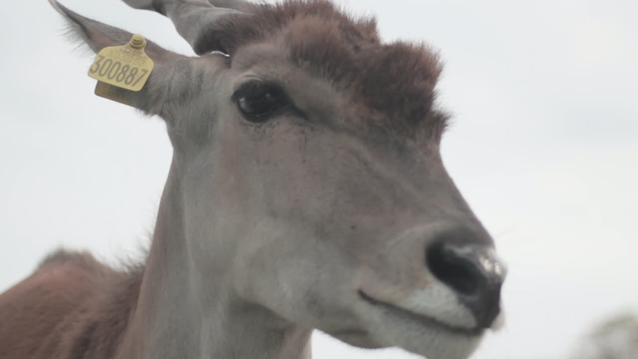 primer plano de la cara de eland común tomada en el parque safari de west midlands, inglaterra