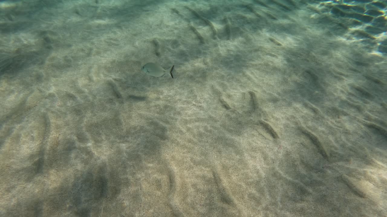 Wildlife Under Clear Shallow Waters Of Falassarna Beach In Crete, Greece. Underwater