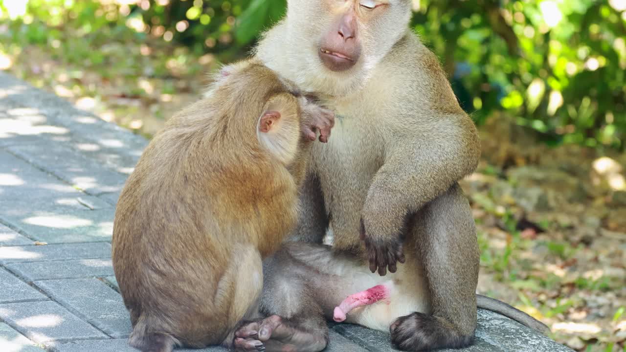 Two southern pig-tailed macaques engage in grooming behavior in a sunlit forest environment in Phuket, Thailand