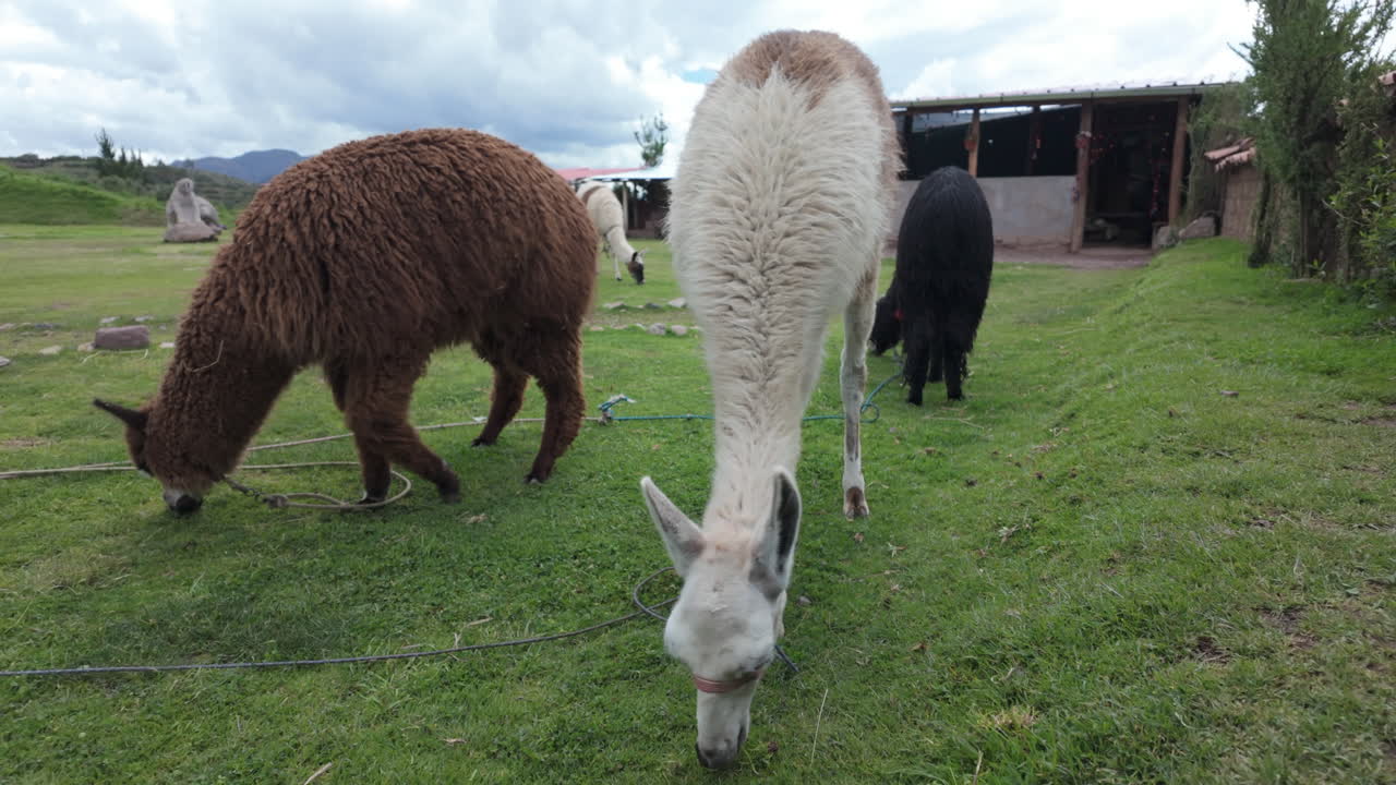 Slow motion video of llamas and alpacas grazing peacefully on a pasture in Cusco Peru