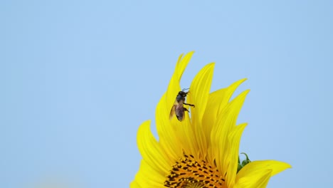 La-Cámara-Se-Aleja-Y-Revela-Esta-Flor-Con-Una-Abeja-Que-Lucha-Por-Desenredarse-De-Un-Pétalo,-Girasol-Común-Helianthus-Annuus,-Tailandia