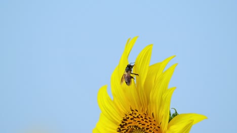 la cámara se aleja revelando esta flor con una abeja luchando por desprenderse de un pétalo, el girasol común helianthus annuus, tailandia