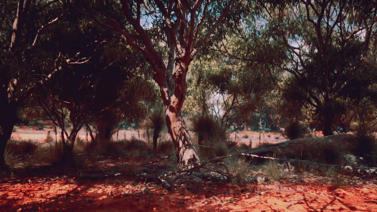 paisaje forestal del interior de australia