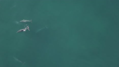 vertical aerial: five endangered humpback dolphins in indian ocean