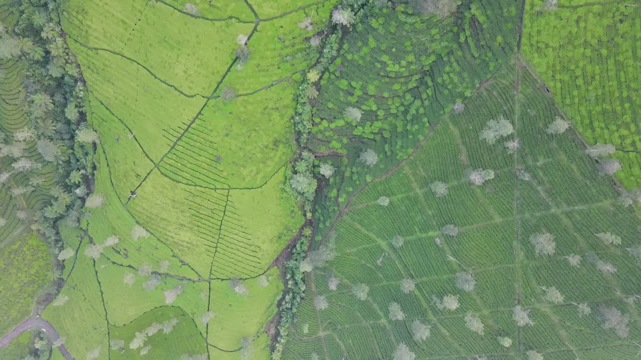 volar sobre la plantación de té verde en la colina en la mañana brumosa