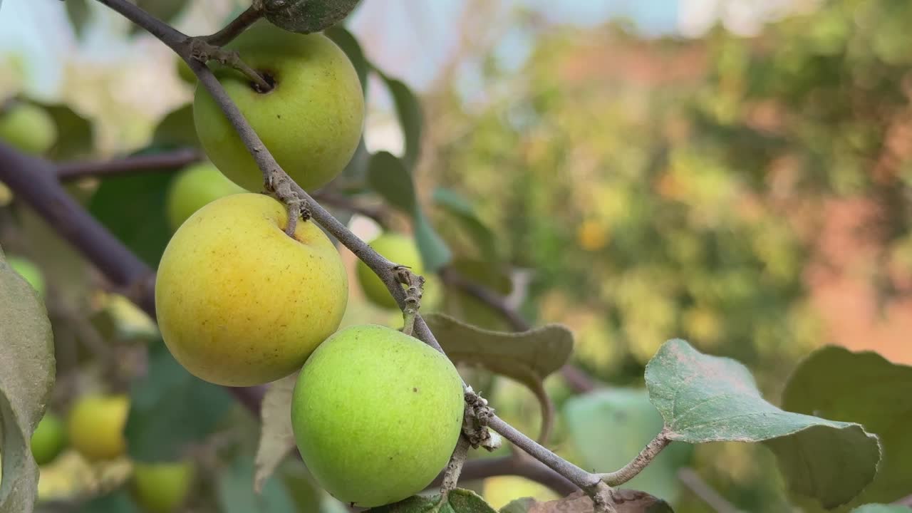 closeup of ripe ber fruit on the branch also know as Ziziphus mauritiana Indian jujube, Indian plum