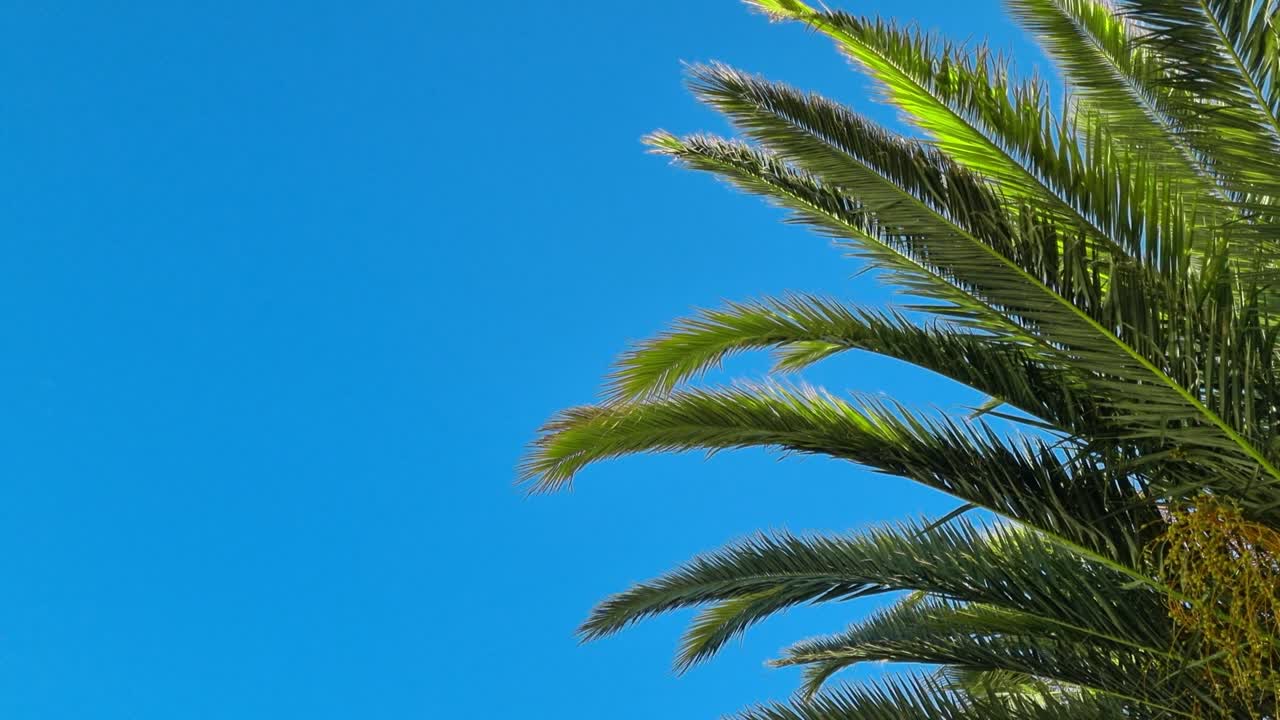 파란 하늘 배경에서 바람에 흔들리는 종려나무 가지. 복사 공간