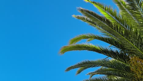 palm tree branches swaying in the wind on blue sky background. copy space