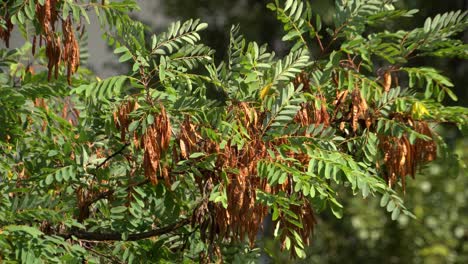 ramas de acacia con semillas balanceándose en el viento 02