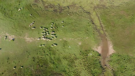 Flock-Of-Domestic-Sheep-Running-On-Green-Pasture