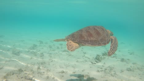 Tortuga-Marina-Verde-Nada-En-Agua-Azul