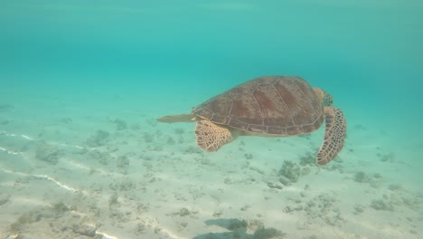 tortuga marina verde nada en agua azul