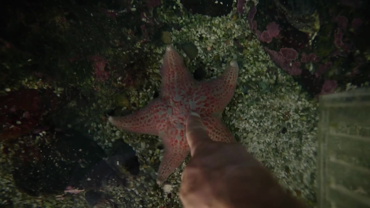 POV: la mano di un bambino si allunga per toccare la superficie ruvida di una stella marina in vasche tattili di acquari che riproducono pozze di marea, educazione alla biologia marina, contenuti scientifici pratici per famiglie