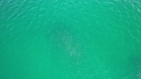 swirling mass of fish in cabarita beach, tweed shire, bogangar, northern rivers, new south wales, australia aerial shot