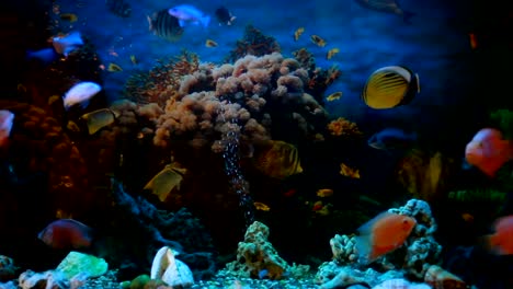 exotic fishes in an aquarium