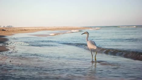 Aufnahmen-Eines-Vogels,-Der-An-Einem-Sonnigen-Morgen-Entlang-Der-Meereslinie-Eines-Strandes-In-Südflorida-Spaziert