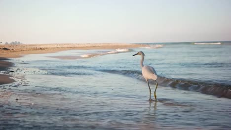 Imágenes-De-Un-Pájaro-Caminando-A-Lo-Largo-De-La-Línea-De-Mar-De-Una-Playa-Del-Sur-De-Florida-En-Una-Mañana-Soleada