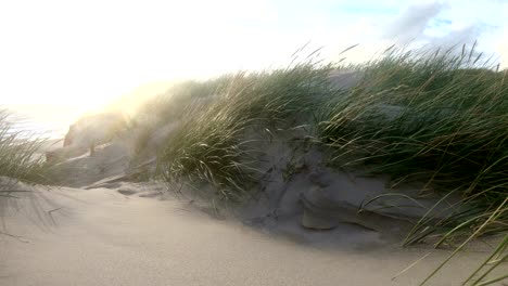 dunas de arena con hierba de dunas en la tormenta del mar del norte, dunas de senderismo, protección de diques, sondervig, jutlandia, dinamarca, 4k