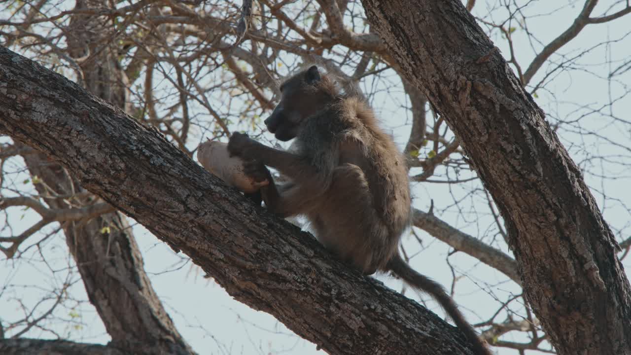 Chacma Baboon grasps food and tears it with teeth as it sits on angled branch high in tree