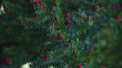 Video-Vertical-De-Un-árbol-De-Estilo-Navideño-Con-Pequeñas-Bayas-Rojas-No-Comestibles-Vibraciones-De-Invierno-Otoño-Movimiento-Suave-Descubrimiento-Pov-Documental-De-Naturaleza-Fondo-Borroso-En-Lo-Profundo-De-Un-Bosque-Cinemática-De-Cerca