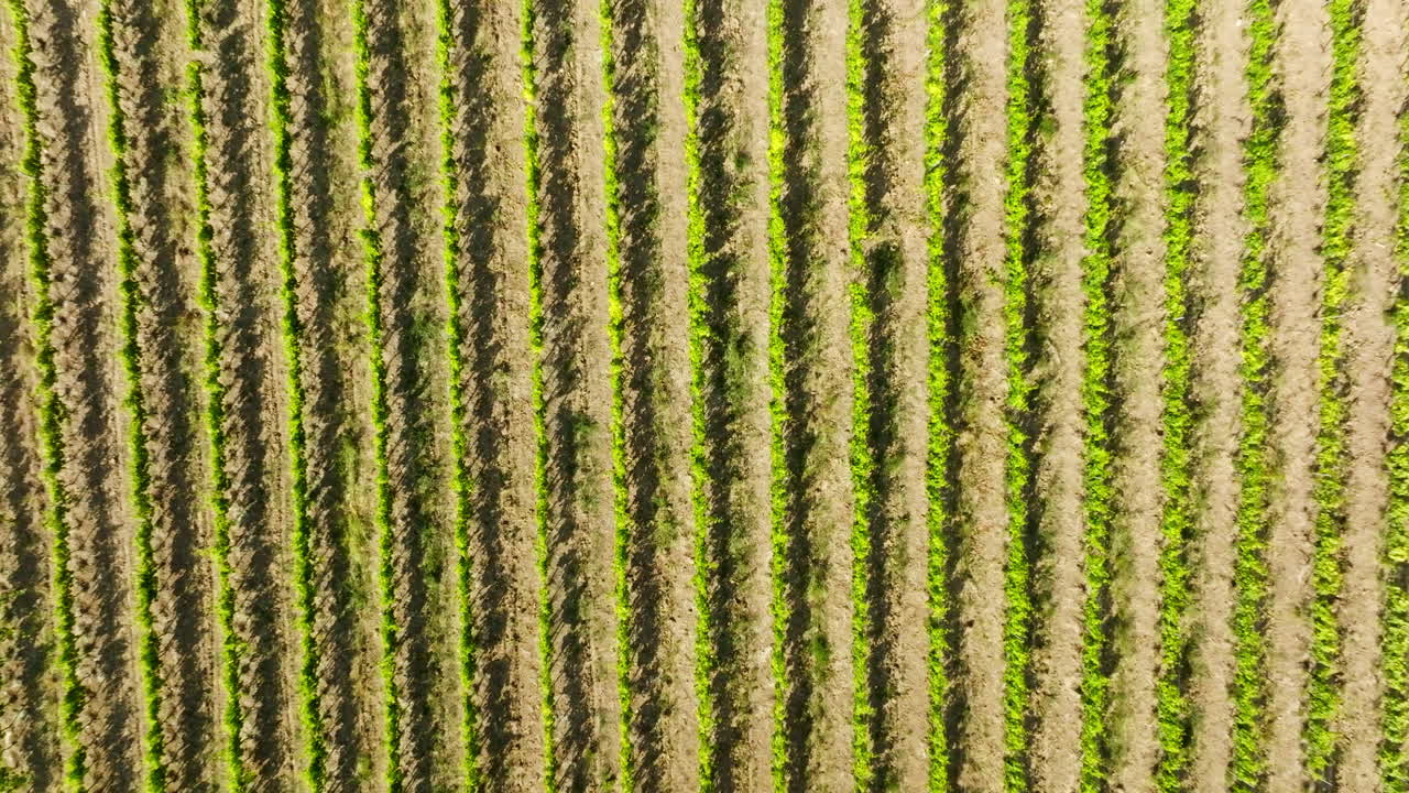 Cenital drone shot descending above grapevine rows, summer in Tuscany, Italy