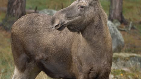 Medium-long-shot-of-moose-elk-raising-its-head-being-attentive-to-the-surroundings-in-a-wet-forest