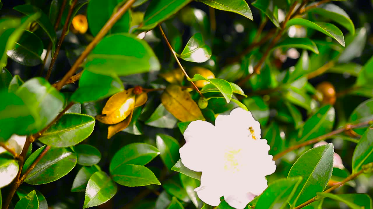 꿀벌이 꽃 위로 날아가는 꽃 식물원