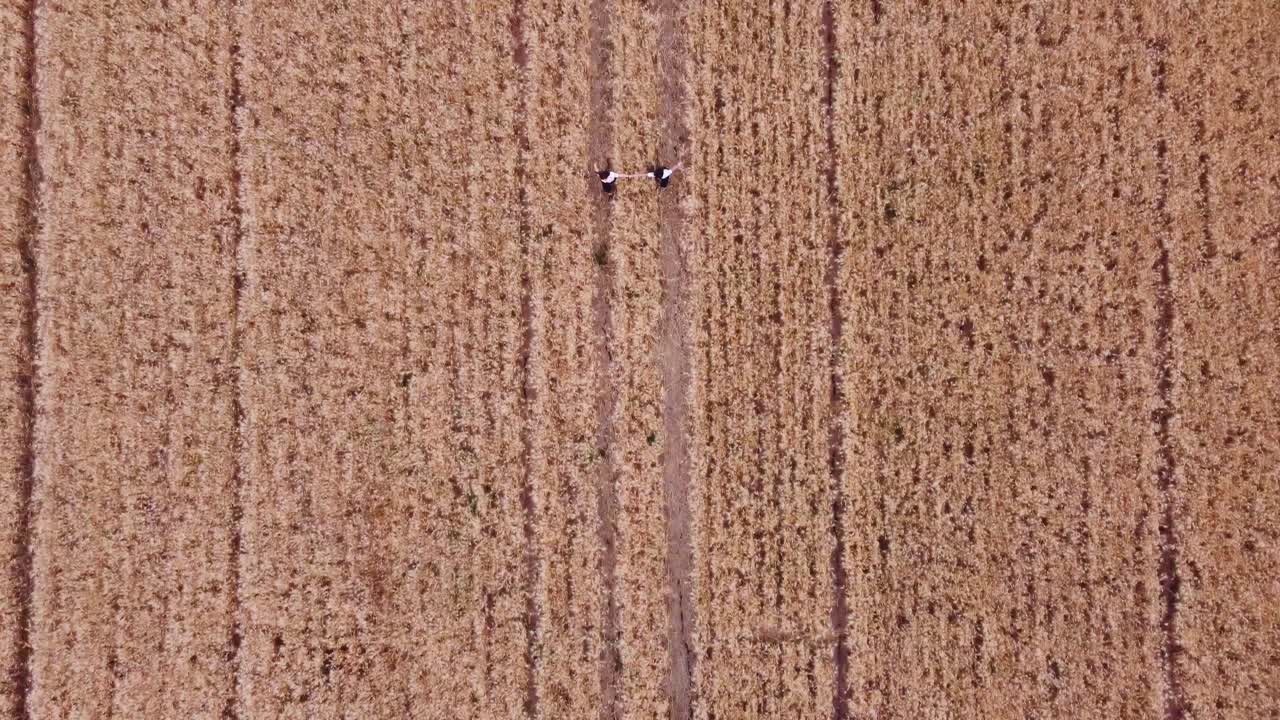Aerial view of two female friends holding hands while walking through a wheat field together. Agriculture and friendship concept.