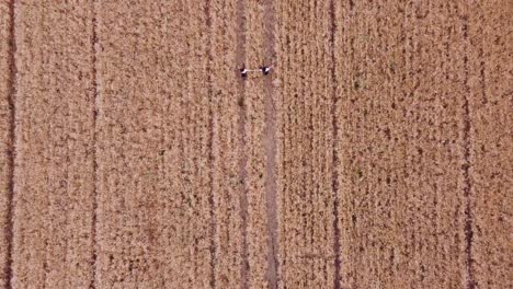 aerial view of two female friends holding hands while walking through a wheat field together. agriculture and friendship concept.