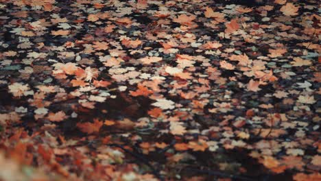 a small pond covered with bright fallen leaves