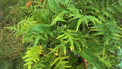 planta de alcachofa en cámara lenta