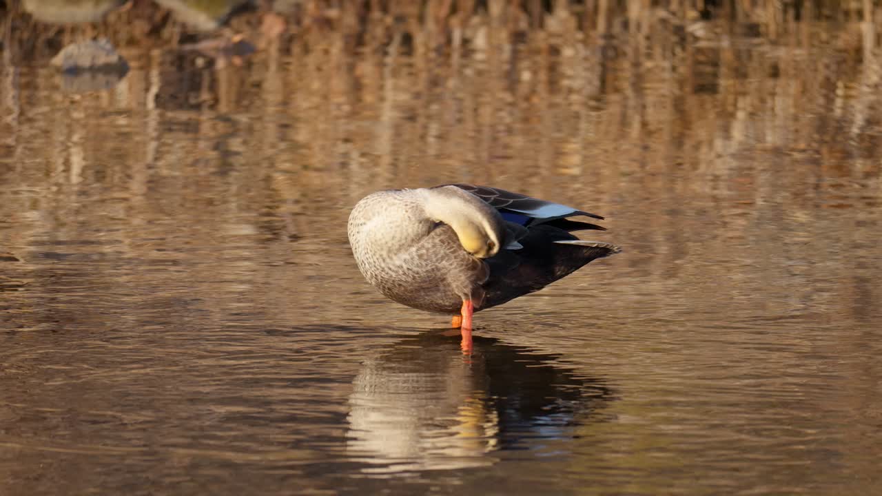 An Eastern Spot-Billed Duck Preening Feathers On Sunny Day At Lake