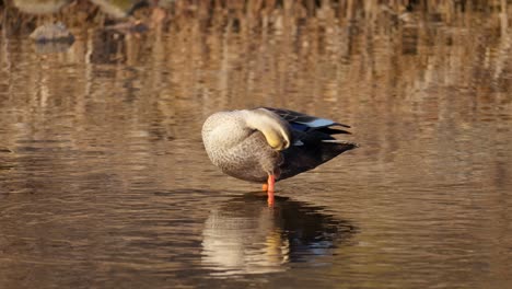 Un-Pato-De-Pico-Oriental-Que-Se-Acicala-Las-Plumas-En-Un-Día-Soleado-En-El-Lago