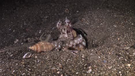 pulpo de coco atrapando concha por la noche en un lecho de arrecife arenoso