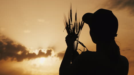 Silhouette-Eines-Bauern,-Der-Die-Ähren-In-Den-Sonnenstrahlen-Betrachtet