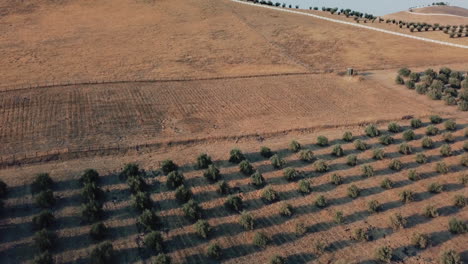 Vineyard-in-dry-season