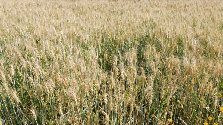 Campi di grano. Grano maturo. È tempo di mietitura