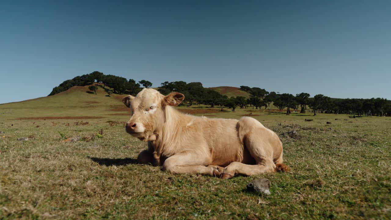 Golden calf rests with eyes closed on dry sunlit grass surrounded by hills and trees in rural Madeira Portugal