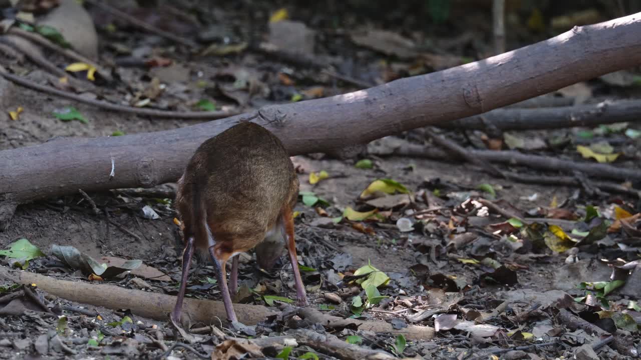visto desde su espalda comiendo luego gira la cabeza hacia la derecha y se aleja hacia la izquierda, ratón-cervo menor tragulus kanchil, tailandia
