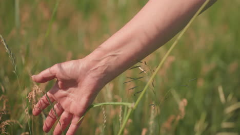 closeup of fair skinned hand gliding gently through golden barley heads while walking across sunlit summer field, capturing tranquil connection with nature
