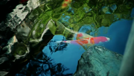 koi fish in a pond