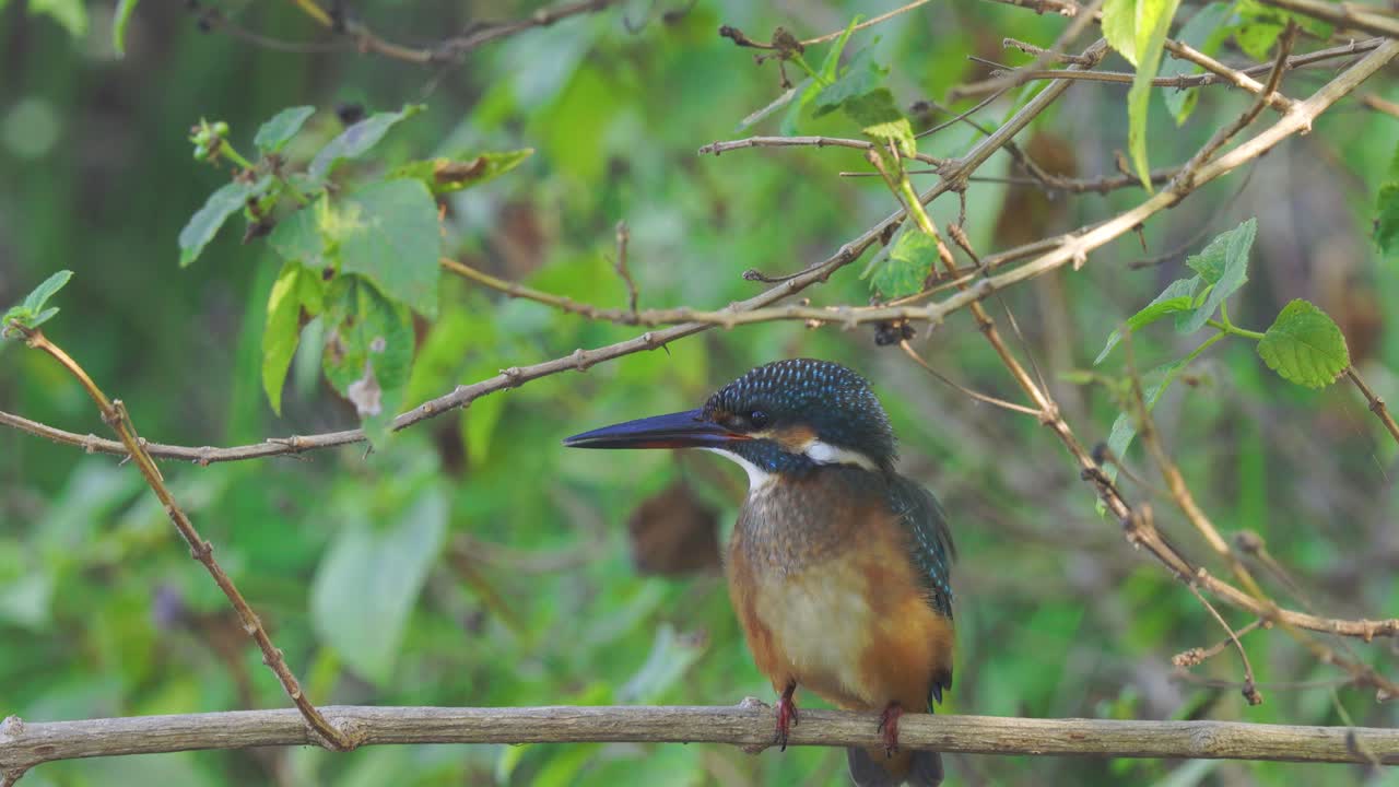 martín pescador común descansando sobre una rama de árbol en el bosque
