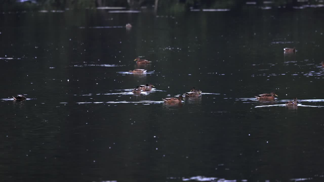크고 고요한 수역에서 수영하는 야생 오리 무리 팀 뗏목
