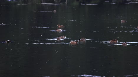 Herdenteam-Floß-Von-Wildenten,-Die-Auf-Einem-Großen,-Ruhigen-Gewässer-Schwimmen