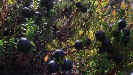 wild plants empetrum nigrum, black crowberry, ericaceae.