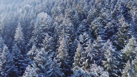 空中低空飛過被雪覆蓋的樹木