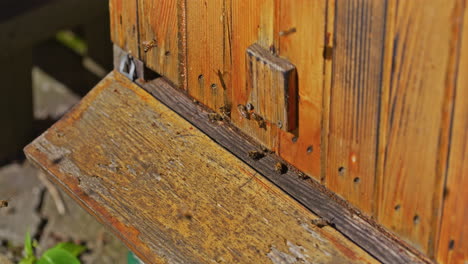 Abejas-Volando-Hacia-La-Colmena-Desde-El-Campo-De-Flores