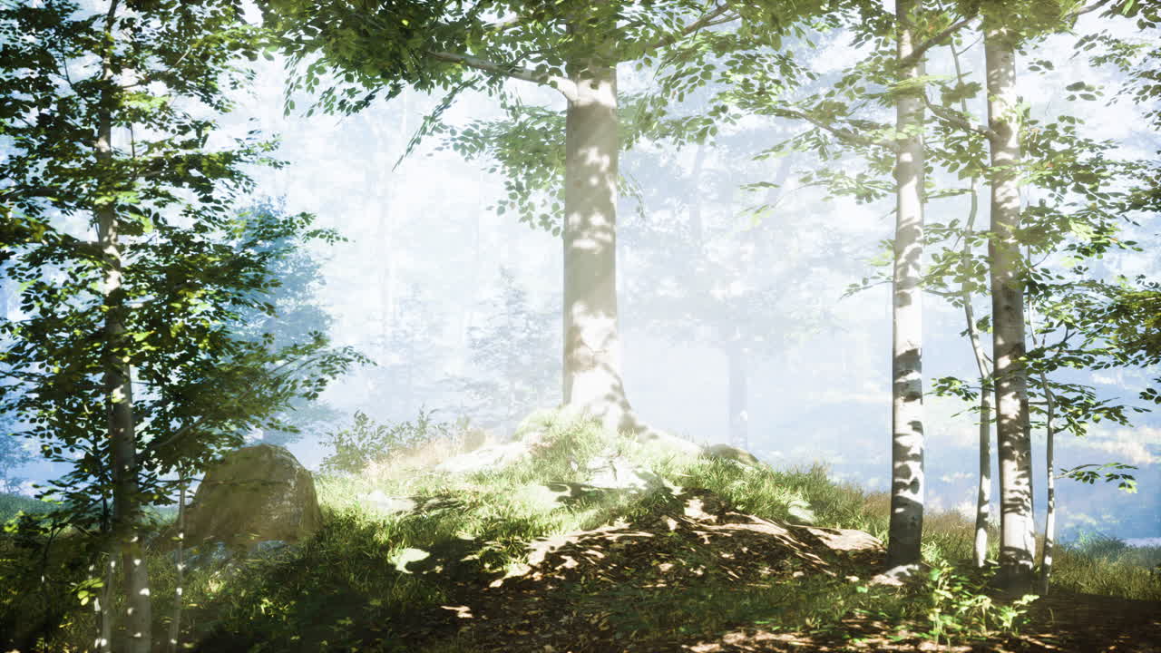 따뜻한 빛의 광선과 함께 마법의 어두운 가을 숲 풍경