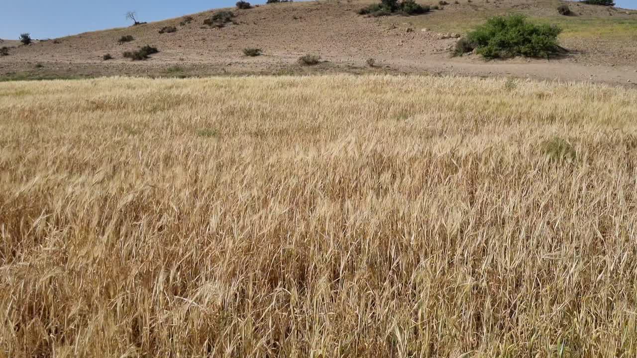 A yellow field of beautiful wheat ears