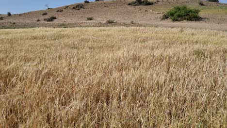 a yellow field of beautiful wheat ears